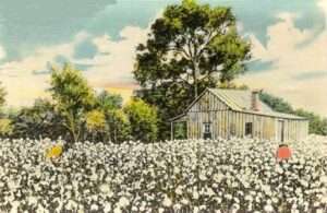 Cotton Fields